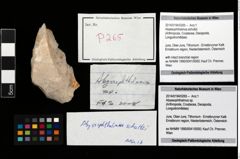 Foto (Objekt + Etikett) von Abyssophthalmus schultzi  (NHMW-GEO-2014-0194-0265)